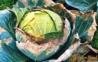 Diseases of cabbage and methods of dealing with them