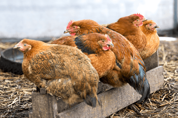 Duration of egg laying in laying hens