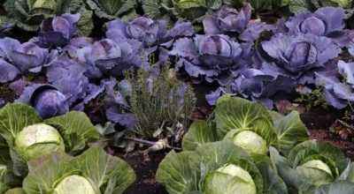Effective fertilizer for cabbage