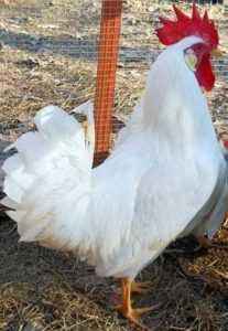 Egg meat breed of leggorn chickens