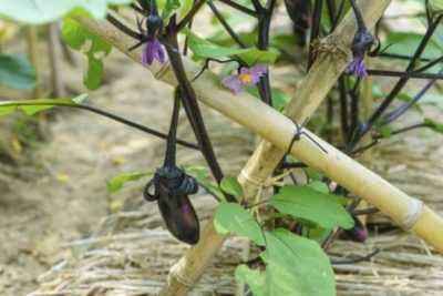 Eggplant does not tie during flowering