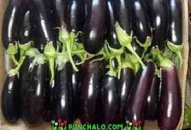 Eggplant Roma F1