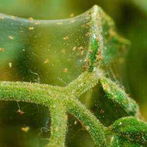 Eggplant spider mite control methods