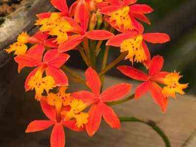 Epidendrum orchid cultivation