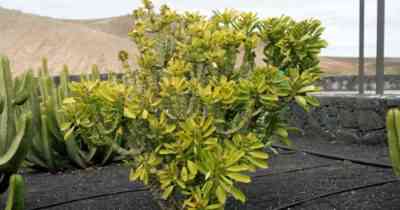 Euphorbia most beautiful - how to care