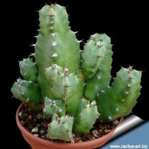 Euphorbia Resiniferous - how to care for a plant