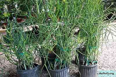 Euphorbia Tirucalli - unpretentious plant