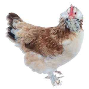 Faverol chicken