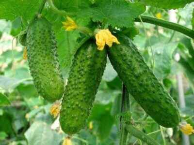 Features cucumber varieties Mother-in-law and Zyatek