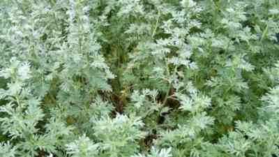 Features of common wormwood