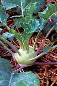Features of growing kohlrabi cabbage