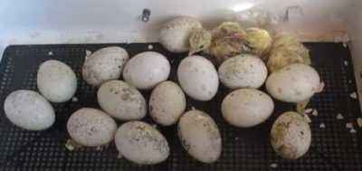 Features of incubation of turkey eggs