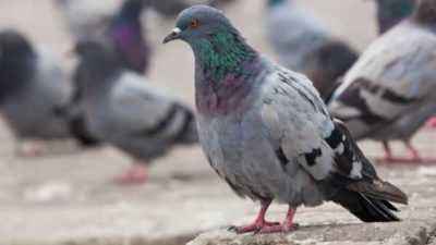 Features of Kirovograd pigeons