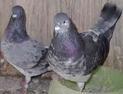 Features of pigeons Tippler