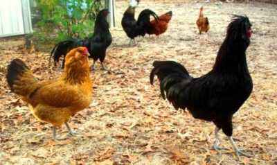 Features of the Czech breed of chickens
