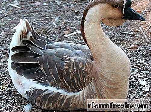 Features of the Kuban geese