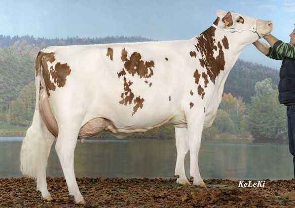 Features of the Montbeliard breed of cows