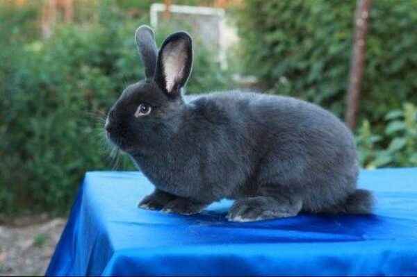 Features of Viennese rabbits