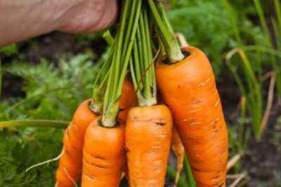 Feeding carrots in June