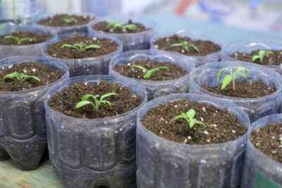 Feeding eggplant seedlings
