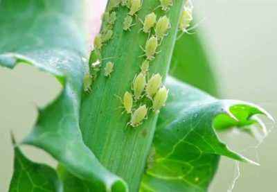 Fighting aphids on eggplant seedlings