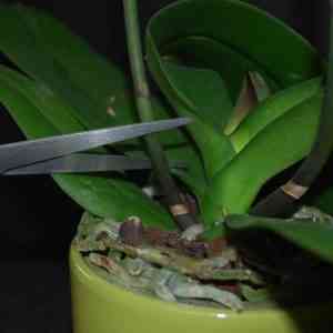 Flower stalk orchids