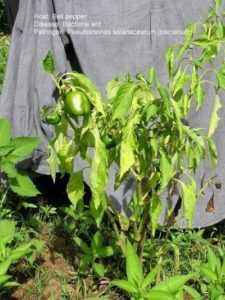 For what reasons pepper seedlings grow poorly
