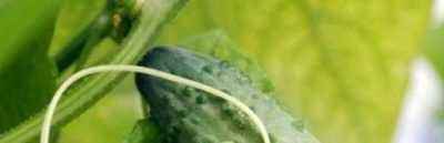 Galina Kizima's tips for growing cucumbers