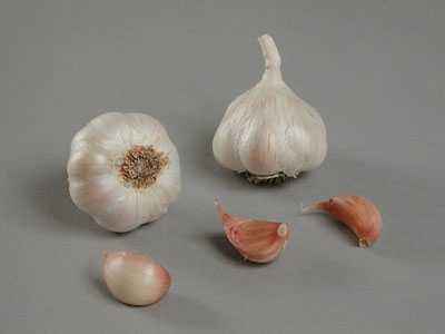 Garlic Characteristics