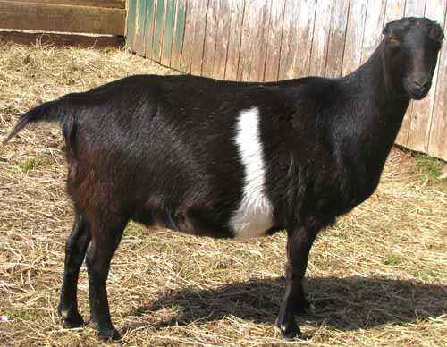 Goat breed La Mancha