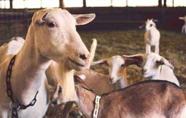 Goat breeding as a profitable business