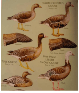 Governor Goose Characterization