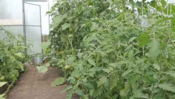 Greenhouse for polycarbonate cucumbers