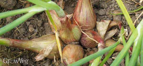 Growing and varieties of shallots