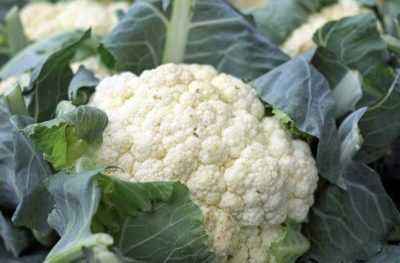 Growing cauliflower