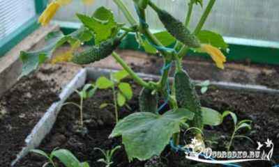 Growing cucumbers Donskoy Passage and Dmitry Donskoy