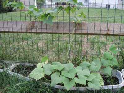 Growing cucumbers in the suburbs