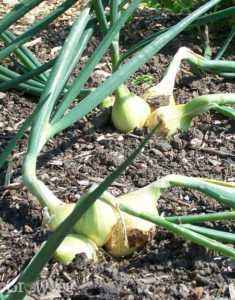 Growing onions Bamberger