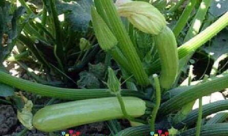Growing zucchini Aral F1