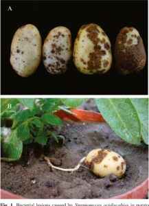Gulliver potato characterization
