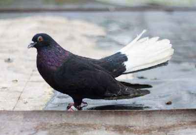 High-flying Nikolaev pigeons