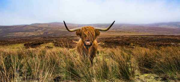 Highland Cows, or Scottish Highlands
