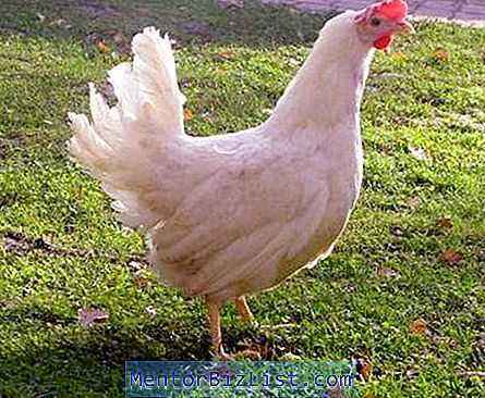 Highsex White Chickens Description