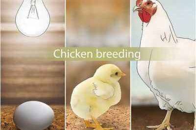 Home breeding chickens as a kind of business