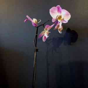 Homeland orchid phalaenopsis