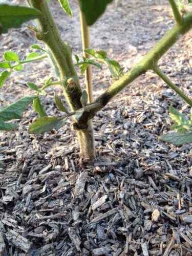 How and how to treat tomatoes from root rot