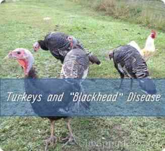 How is metronidazole used for turkey poults?