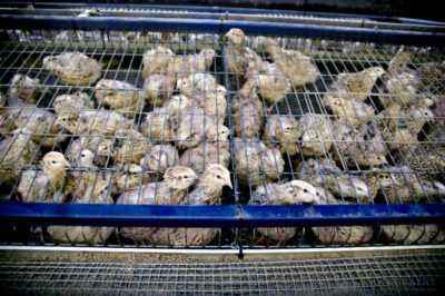 How is the slaughter and cutting of quail
