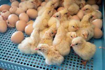 How many days does the chicken incubate eggs