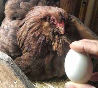How many eggs does a chicken carry per day?